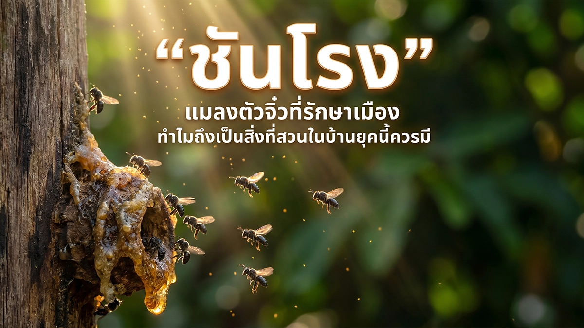 ชันโรง