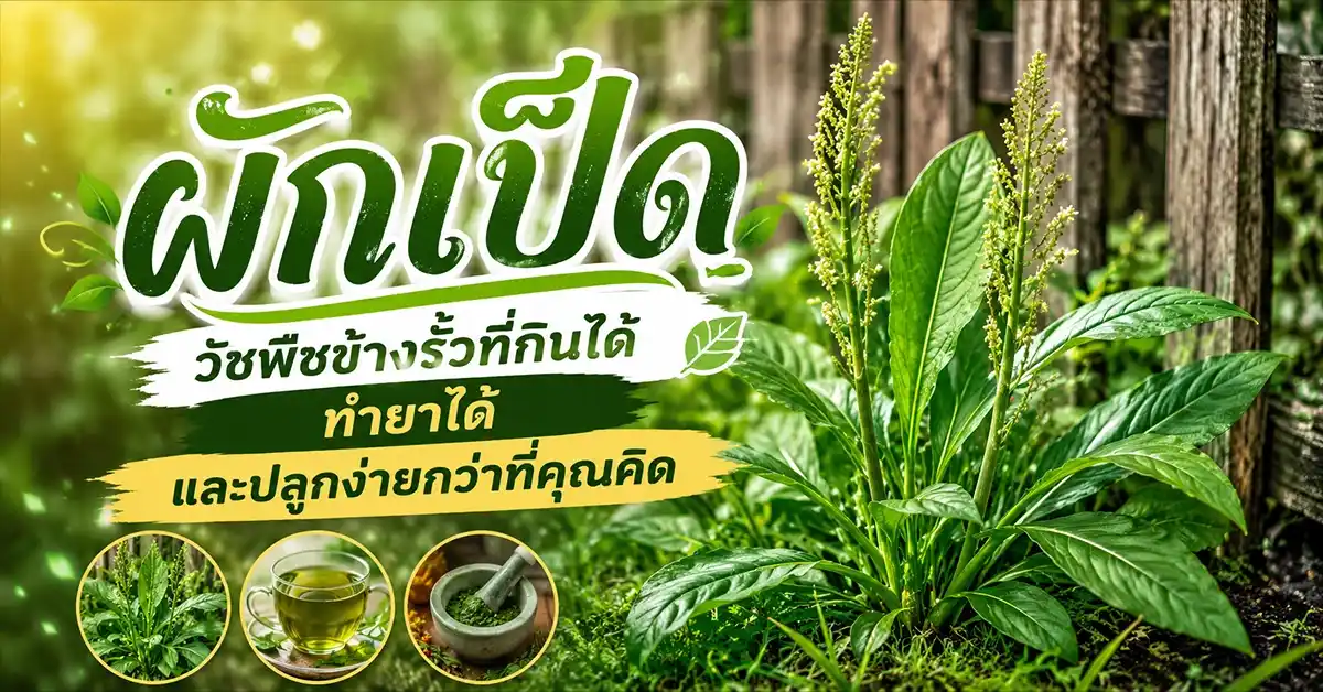 ผักเป็ด
