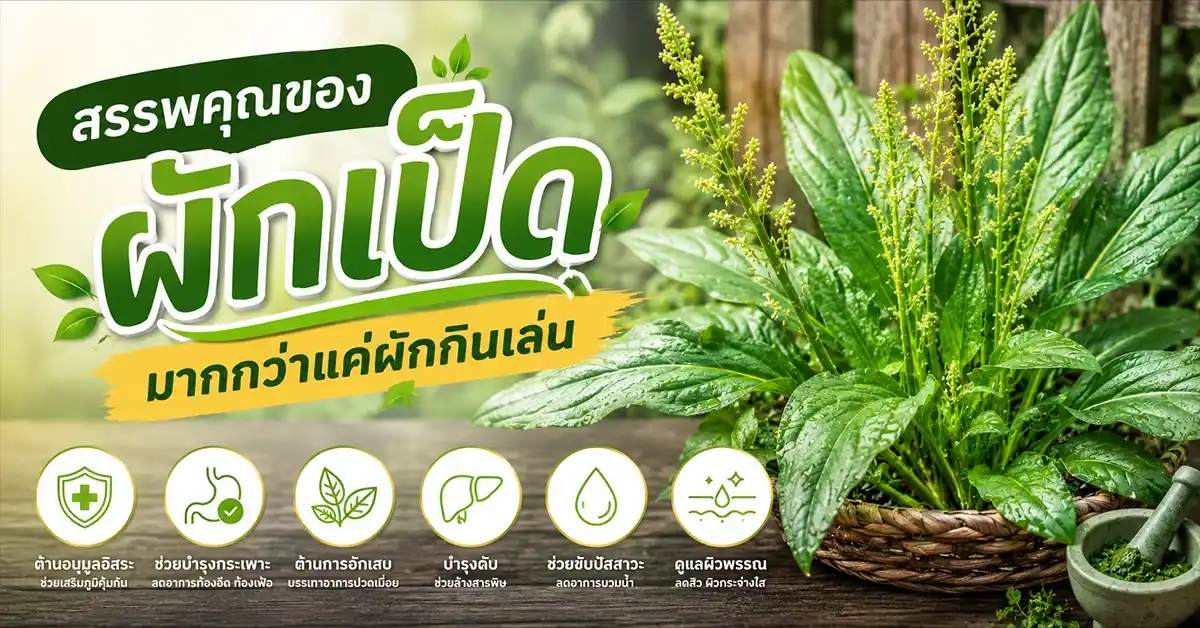 ผักเป็ด วัชพืชข้างรั้วที่กินได้ ทำยาได้ และปลูกง่ายกว่าที่คุณคิด 73 ผักเป็ด1