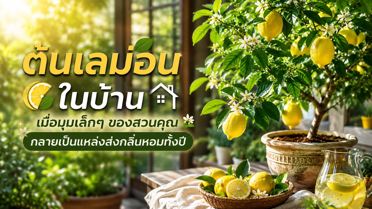 ต้นเลม่อน