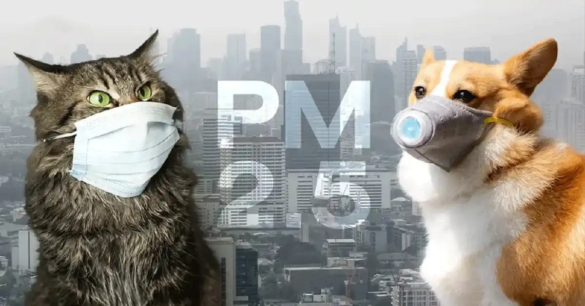 PM 2.5 กับสัตว์เลี้ยง วิธีดูแลแมวหมาและเลือกเครื่องฟอกอากาศที่ใช่ 73 PM 2.51 11zon