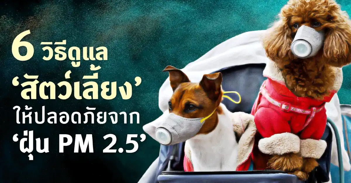 PM 2.5 กับสัตว์เลี้ยง วิธีดูแลแมวหมาและเลือกเครื่องฟอกอากาศที่ใช่ 74 PM 2.52 11zon