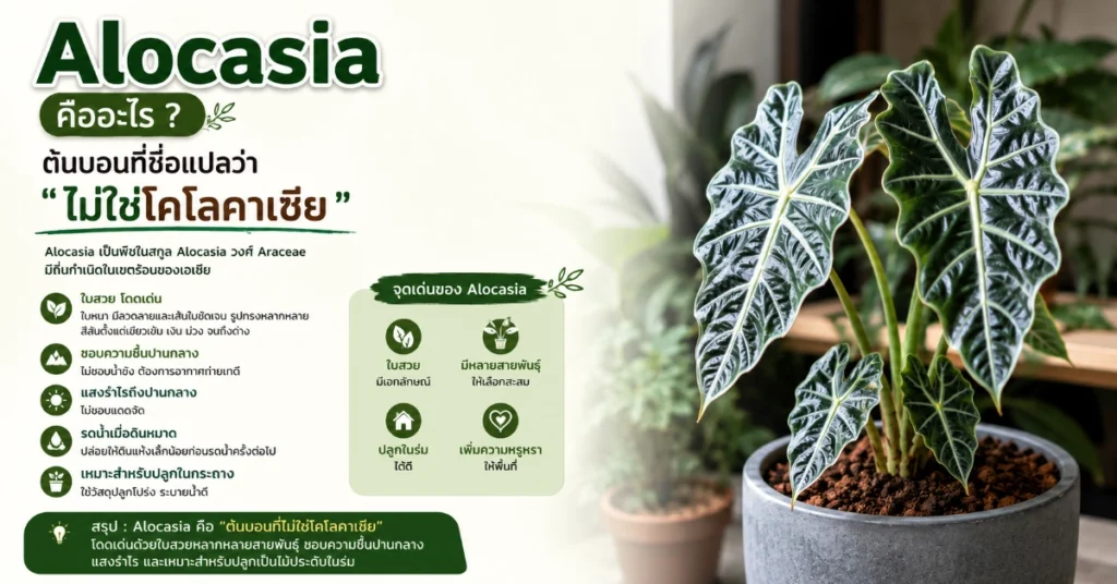 ต้นบอน