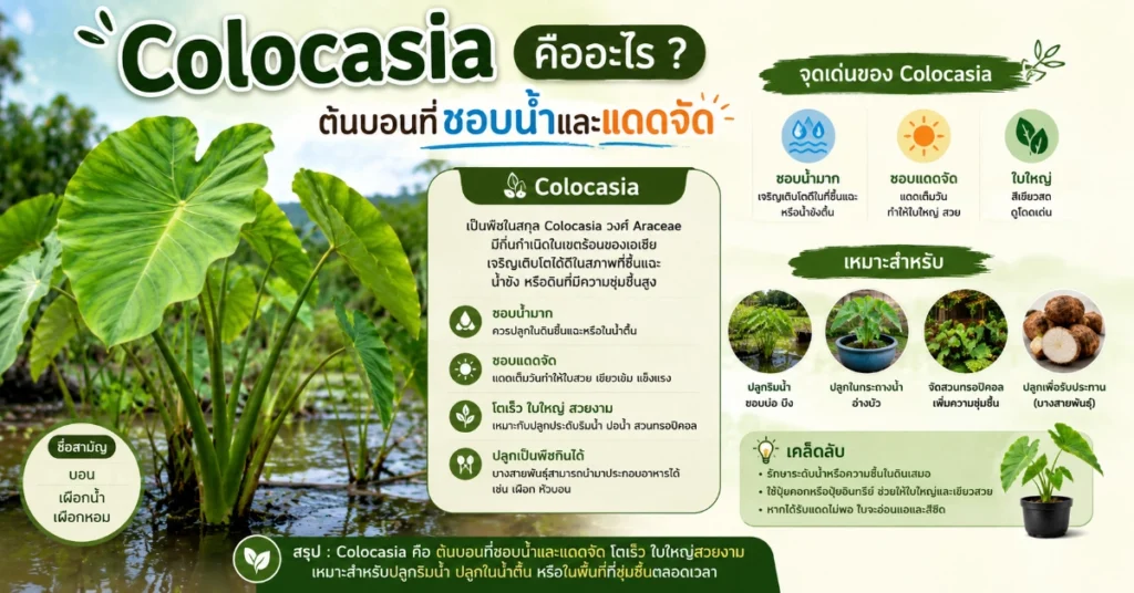 ต้นบอน