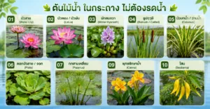 ต้นไม้น้ำ ในกระถาง ไม่ต้องรดน้ำ เพราะมันอยู่ในน้ำอยู่แล้ว 10 อันดับต้นไม้น้ำ สำหรับคนอยากมีสวนแต่ไม่มีเวลาดูแล 55 ต้นไม้น้ำ ในกระถาง