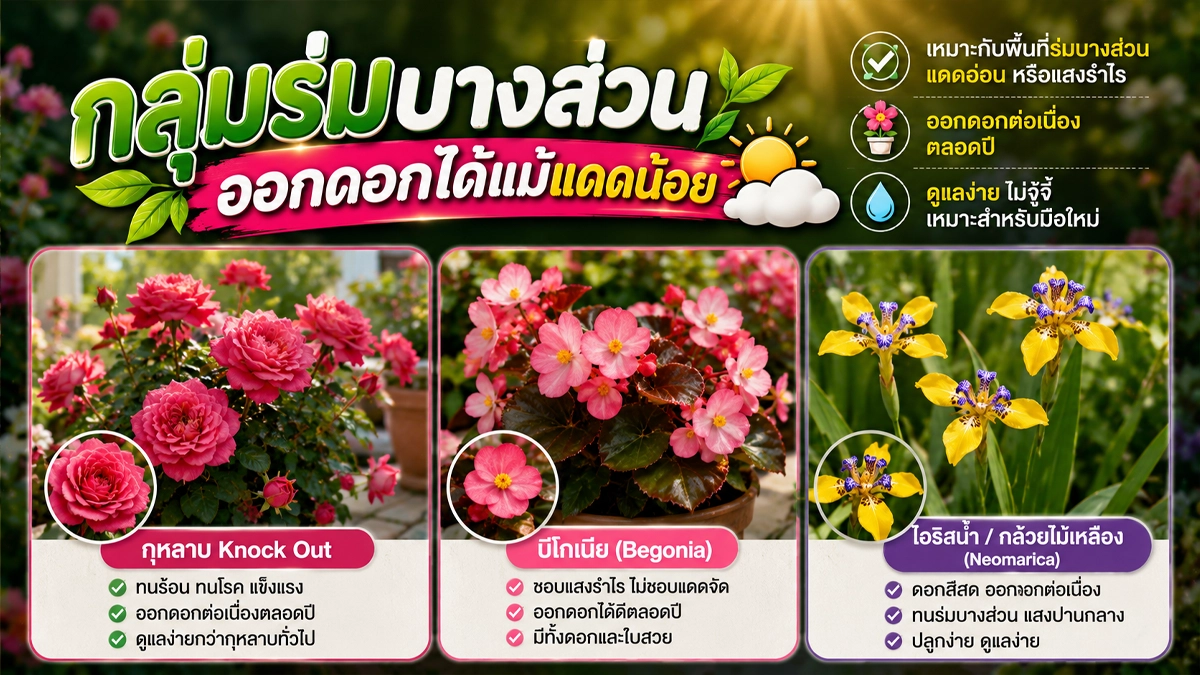 ดอกไม้ปลูกง่าย ออกดอกทั้งปี