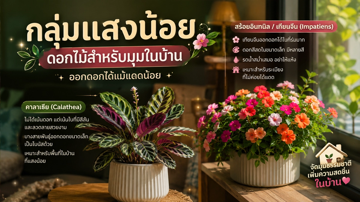 ดอกไม้ปลูกง่าย ออกดอกทั้งปี