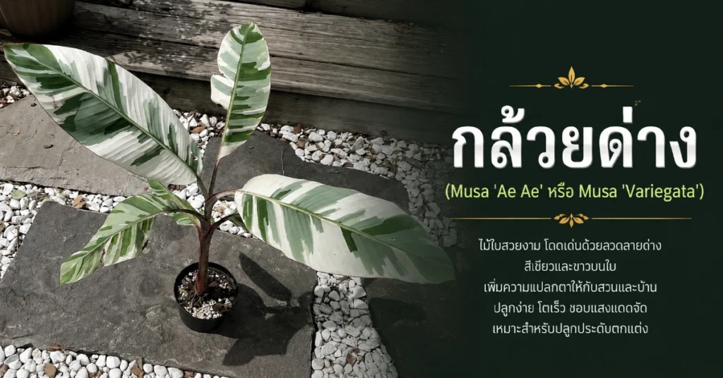 ไม้ด่าง