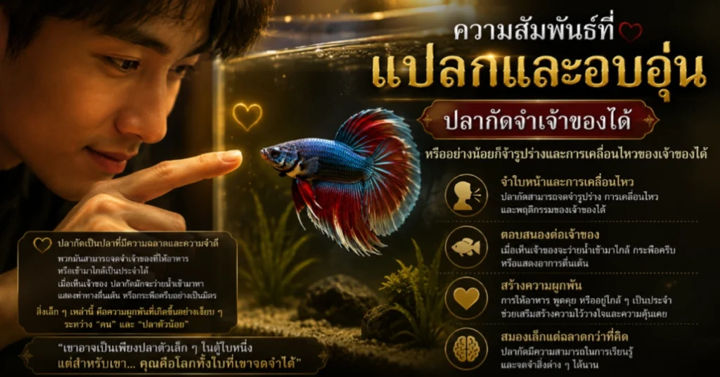 เลี้ยงปลากัด นักรบที่เราเลี้ยงไว้ในขวดโหล เรื่องราวของปลากัดกับมนุษย์ที่ผูกพันกันมานานกว่าจะรู้ตัว 95 เลี้ยงปลากัด
