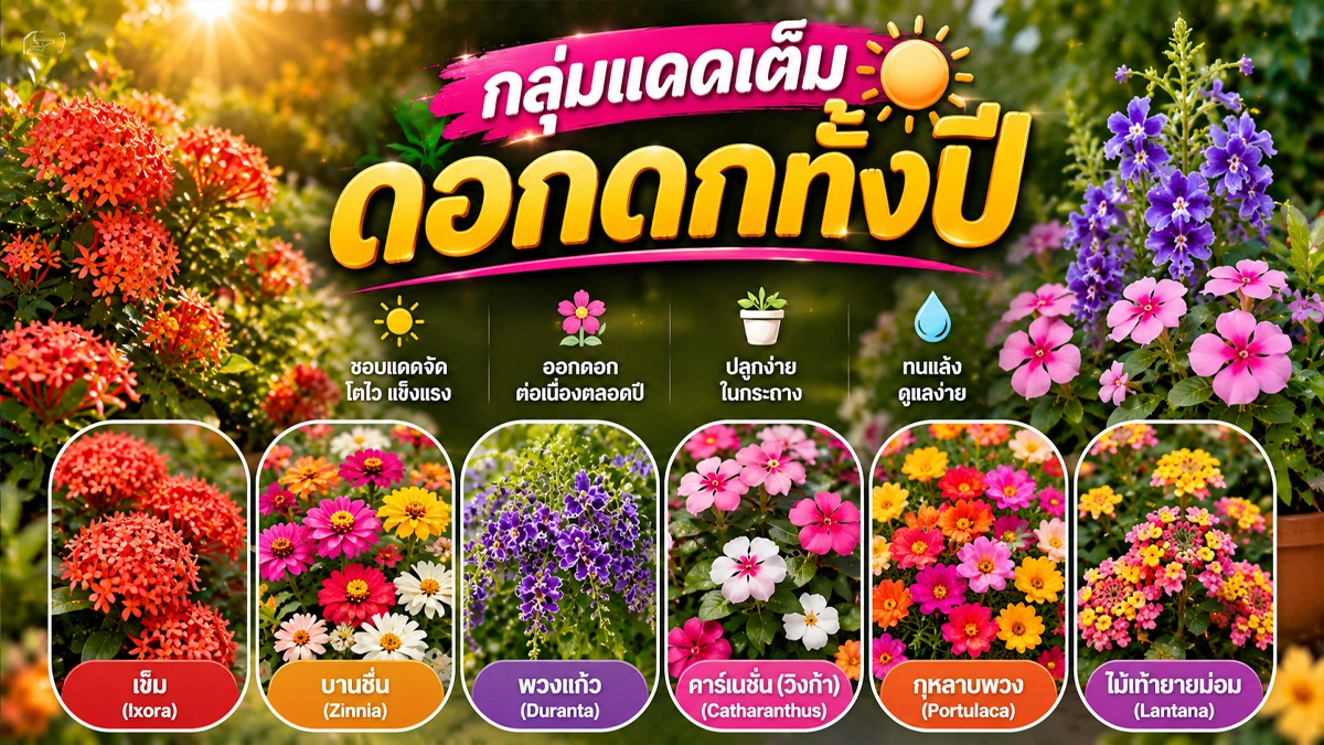 ดอกไม้ปลูกง่าย ออกดอกทั้งปี