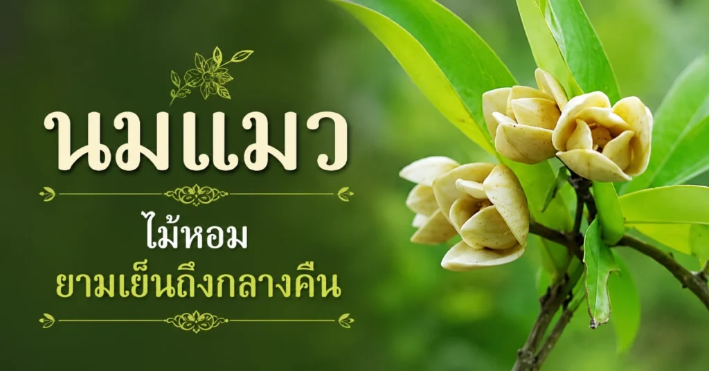 ไม้หอม