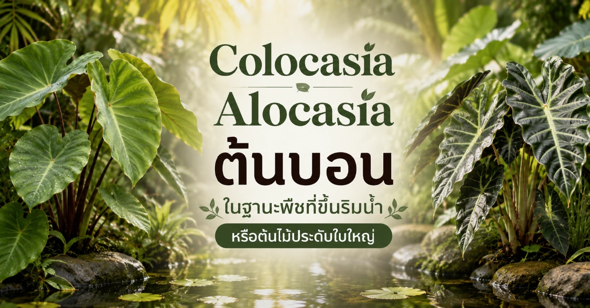 ต้นบอน
