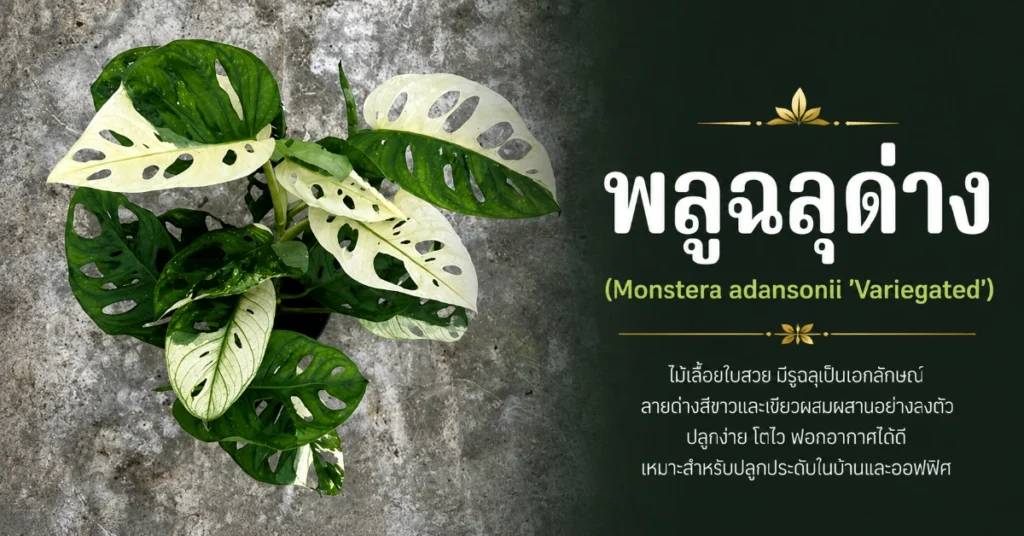 ไม้ด่าง