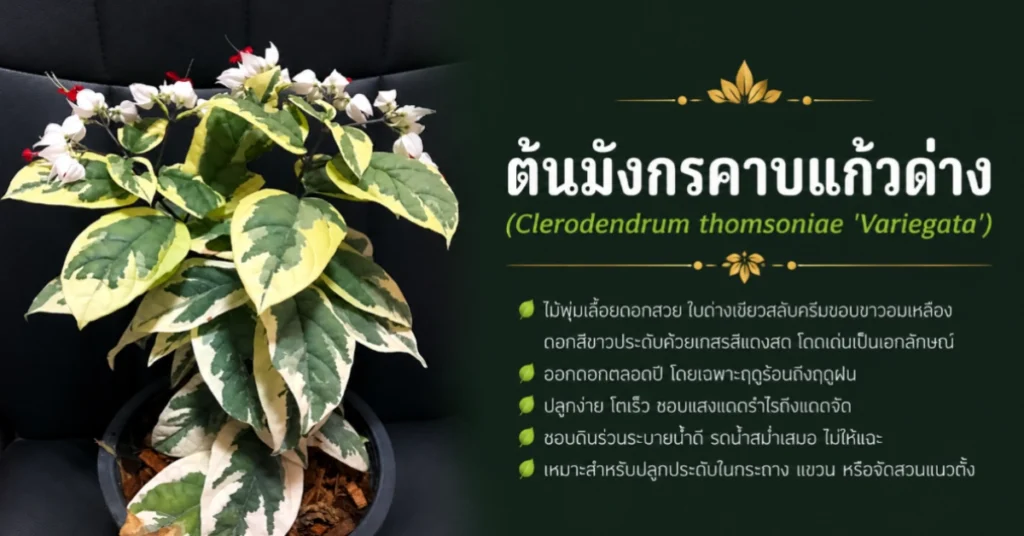 ไม้ด่าง