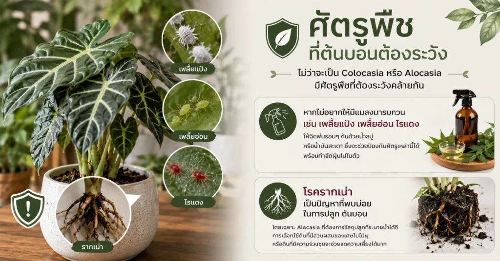 ต้นบอน