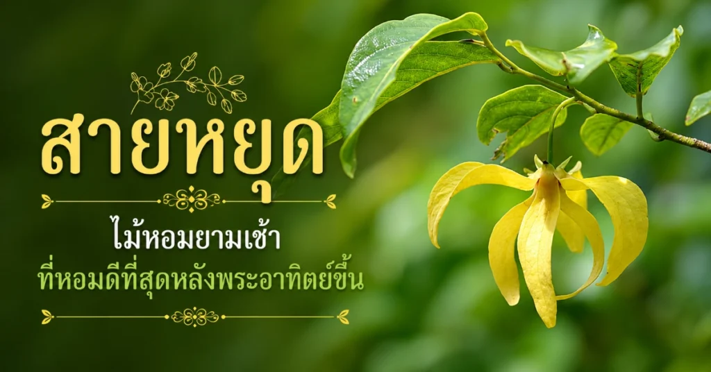 ไม้หอม