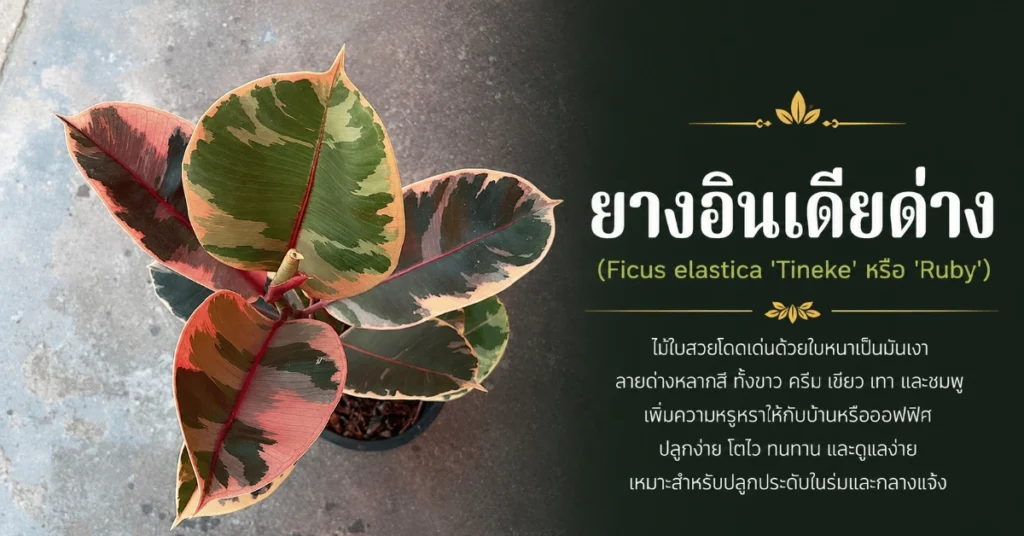 ไม้ด่าง
