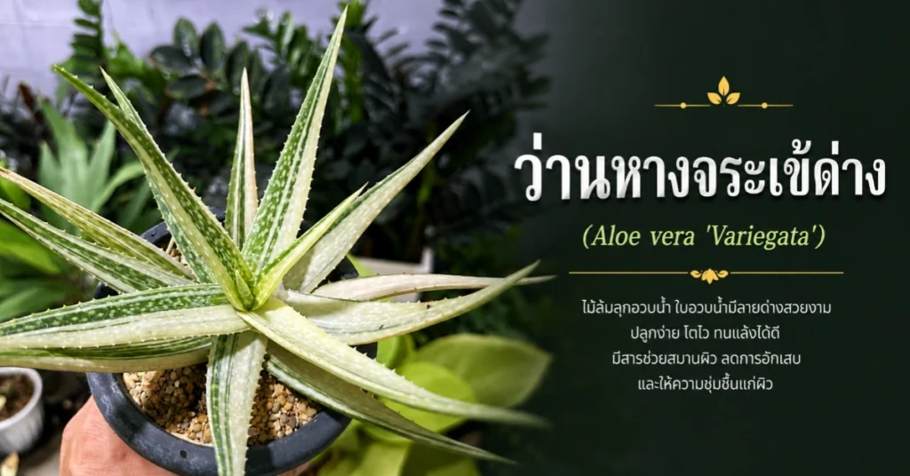 ไม้ด่าง