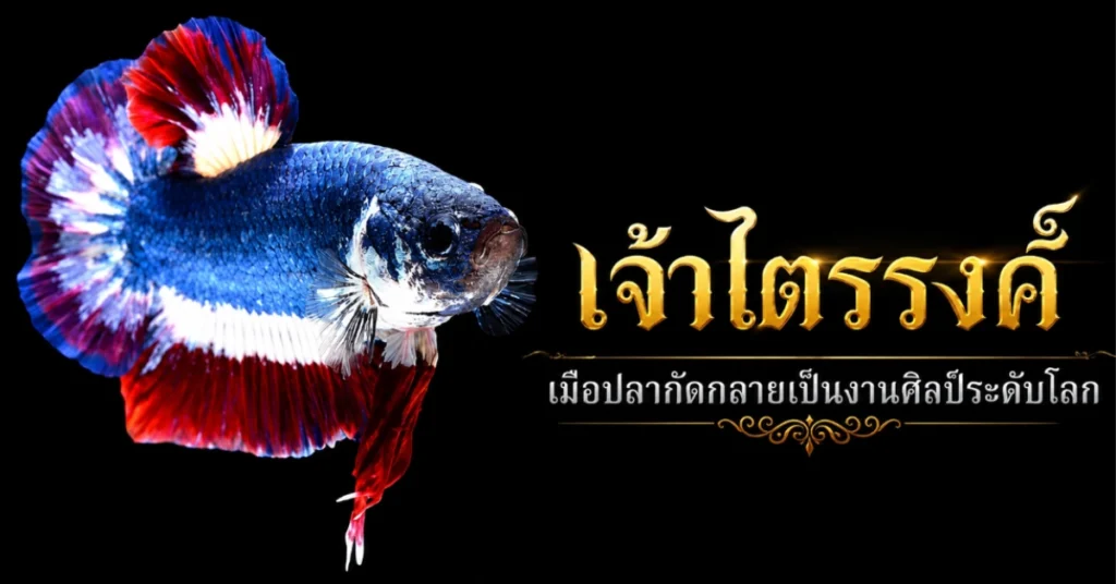 เลี้ยงปลากัด นักรบที่เราเลี้ยงไว้ในขวดโหล เรื่องราวของปลากัดกับมนุษย์ที่ผูกพันกันมานานกว่าจะรู้ตัว 94 เลี้ยงปลากัด