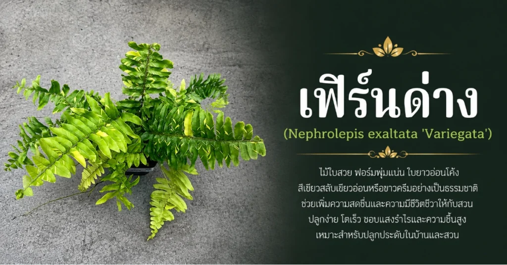 ไม้ด่าง