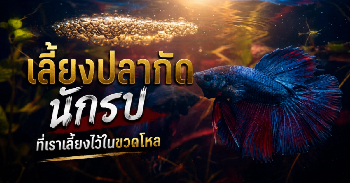 เลี้ยงปลากัด
