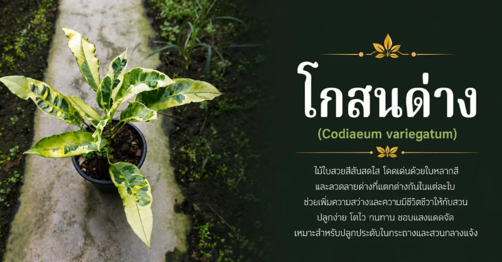ไม้ด่าง