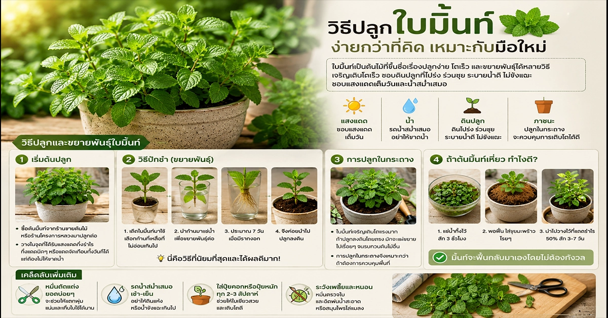 ใบมิ้นท์2