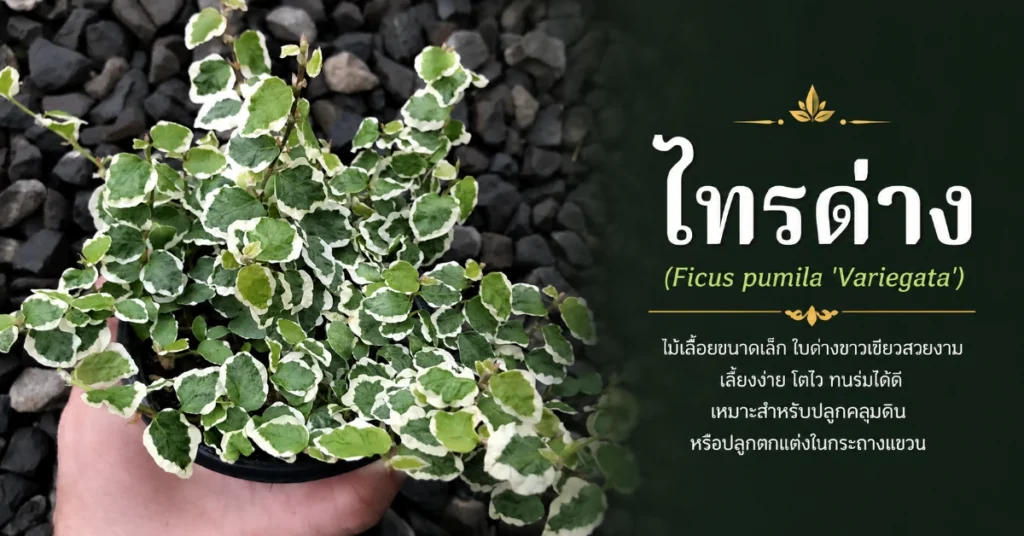 ไม้ด่าง