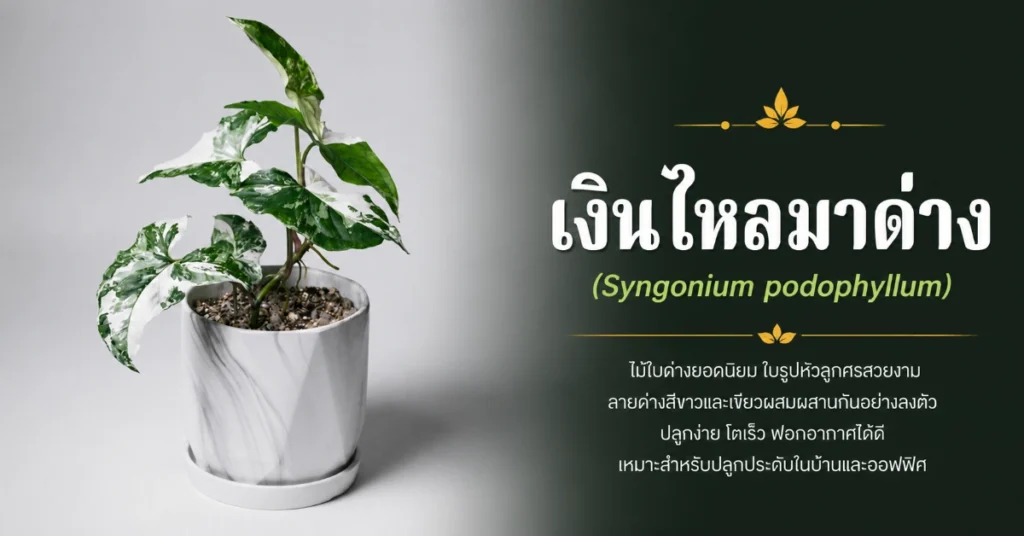 ไม้ด่าง