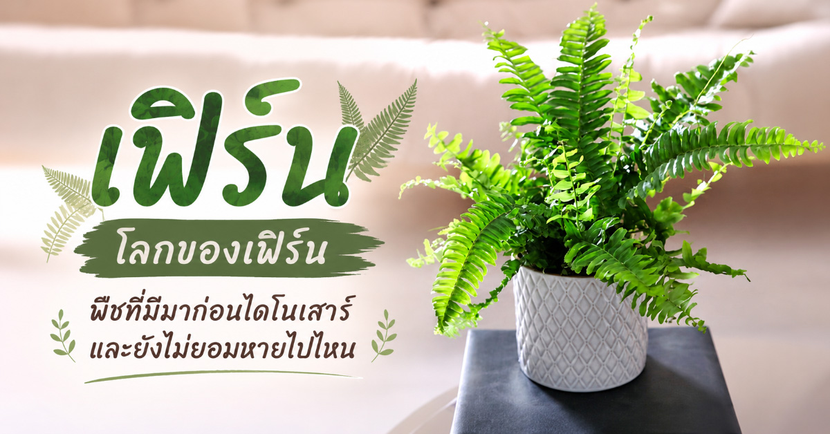 เฟิร์น