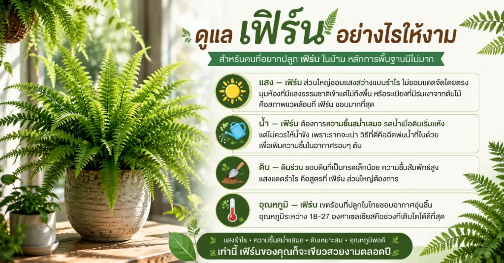 เฟิร์น